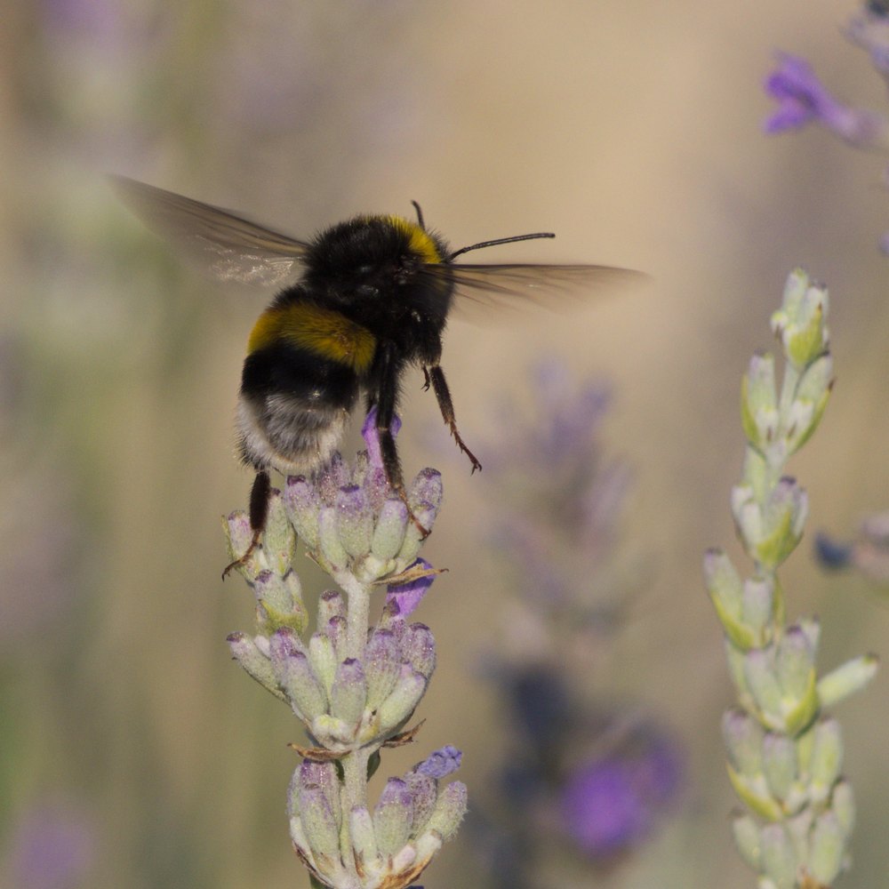 Bumblebee