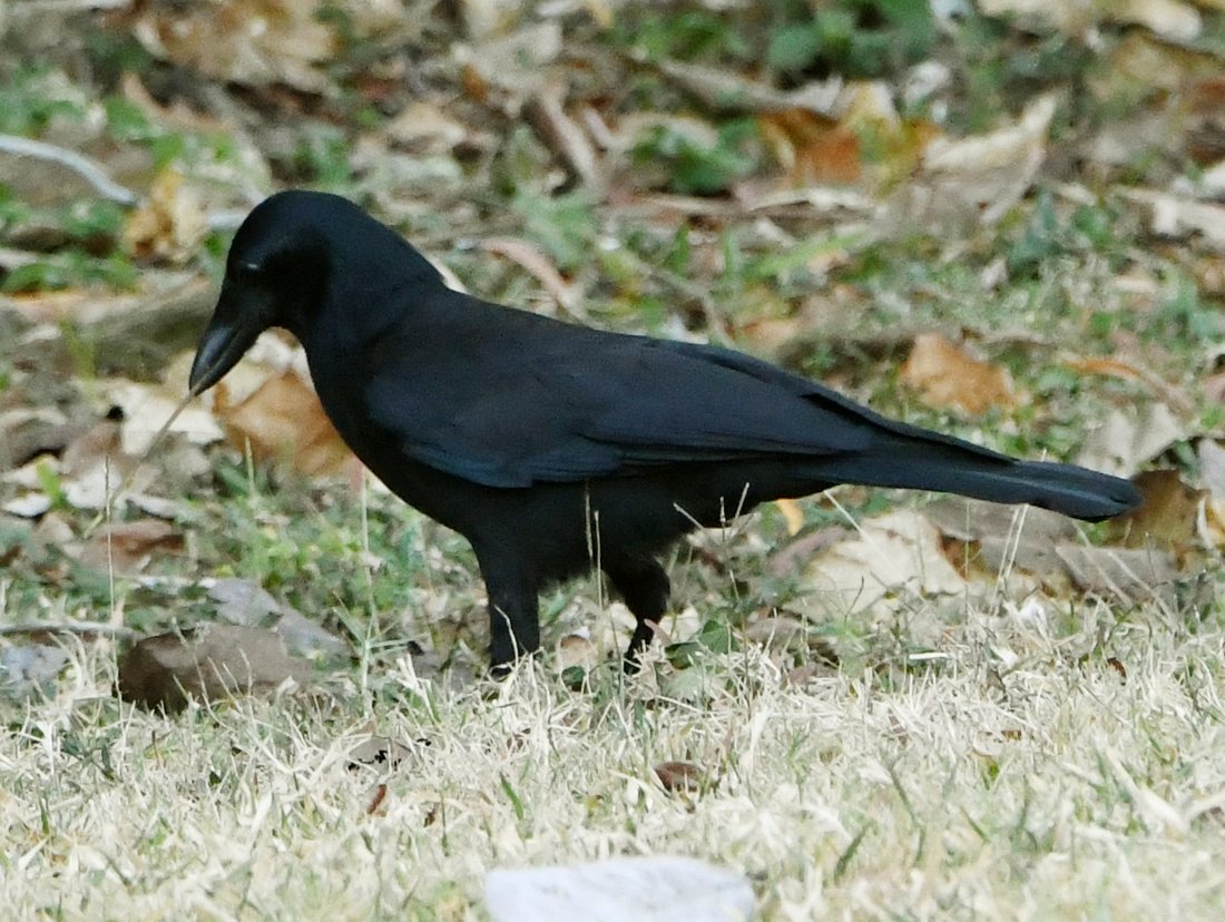 New Caledonian crow