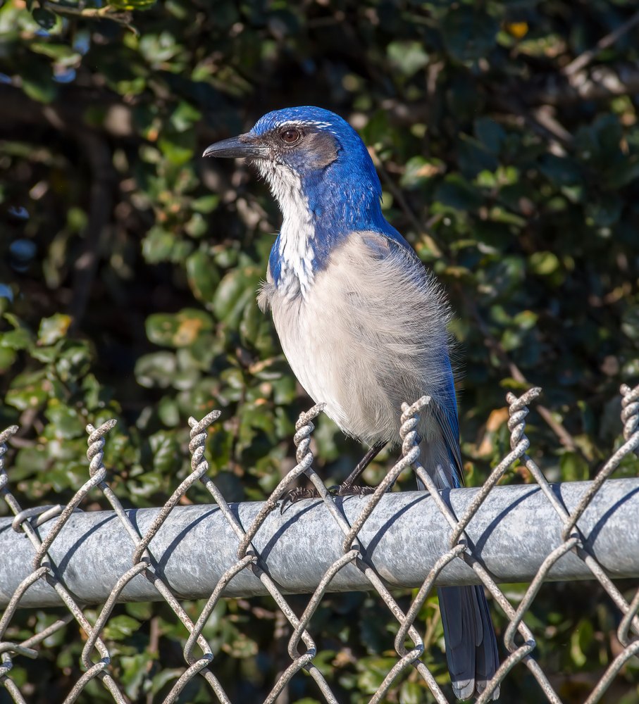 Scrub-jay
