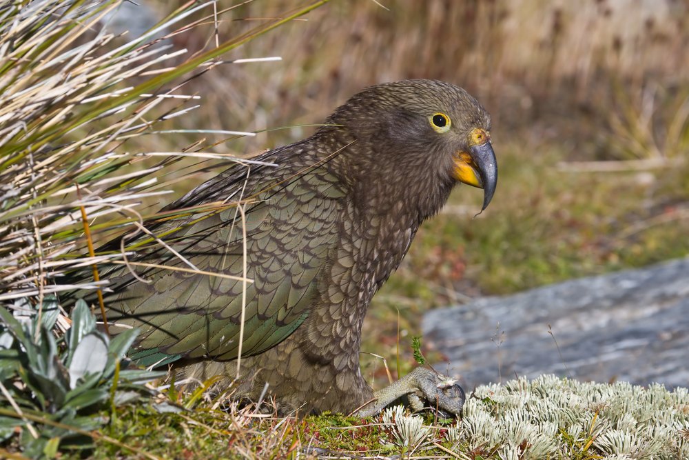 Kea