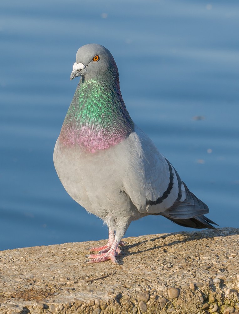 A pigeon looks at the camera